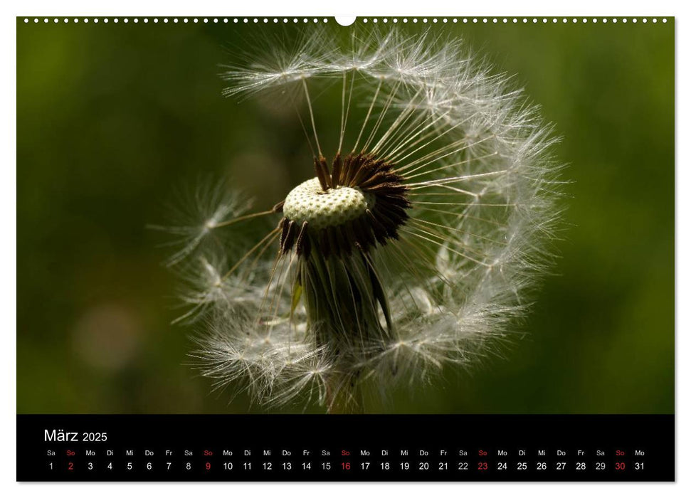 Löwenzahn - Die kleinen Sonnen (CALVENDO Premium Wandkalender 2025)