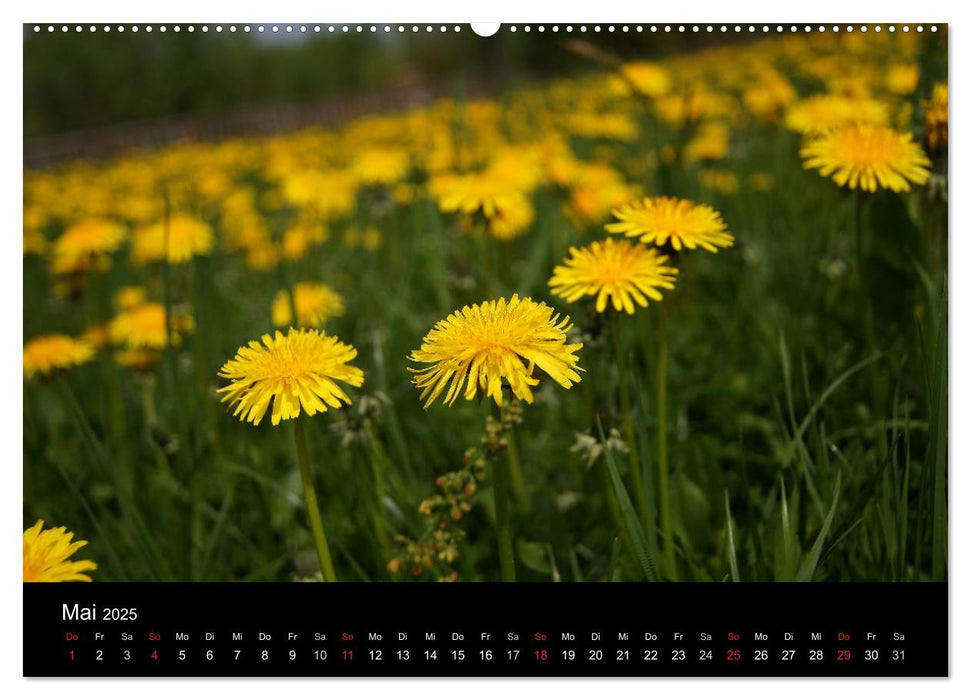 Löwenzahn - Die kleinen Sonnen (CALVENDO Premium Wandkalender 2025)