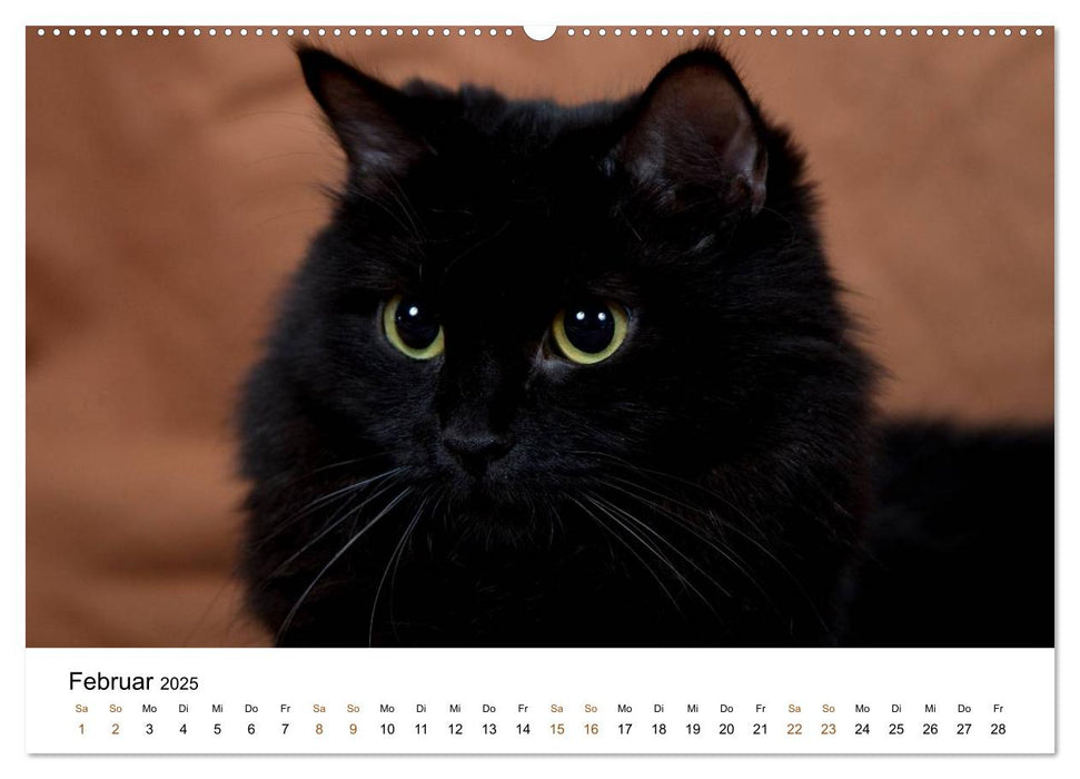 Ragdolls (CALVENDO Premium Wandkalender 2025)