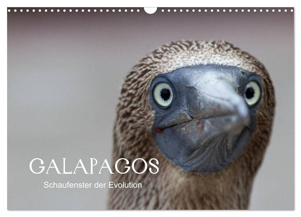 Galapagos (CALVENDO Wandkalender 2025)