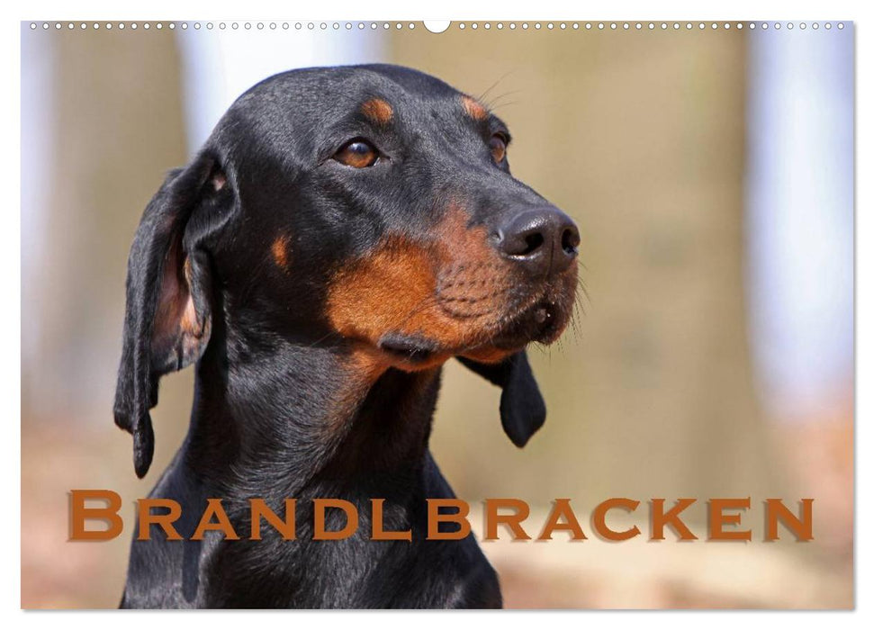 Brandlbracken (CALVENDO Wandkalender 2025)