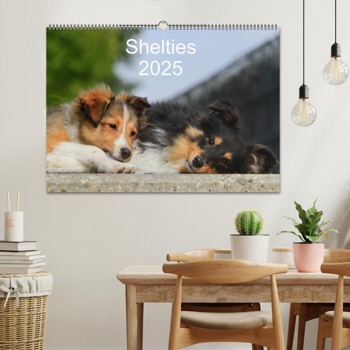 Shelties 2025 (CALVENDO Wandkalender 2025)