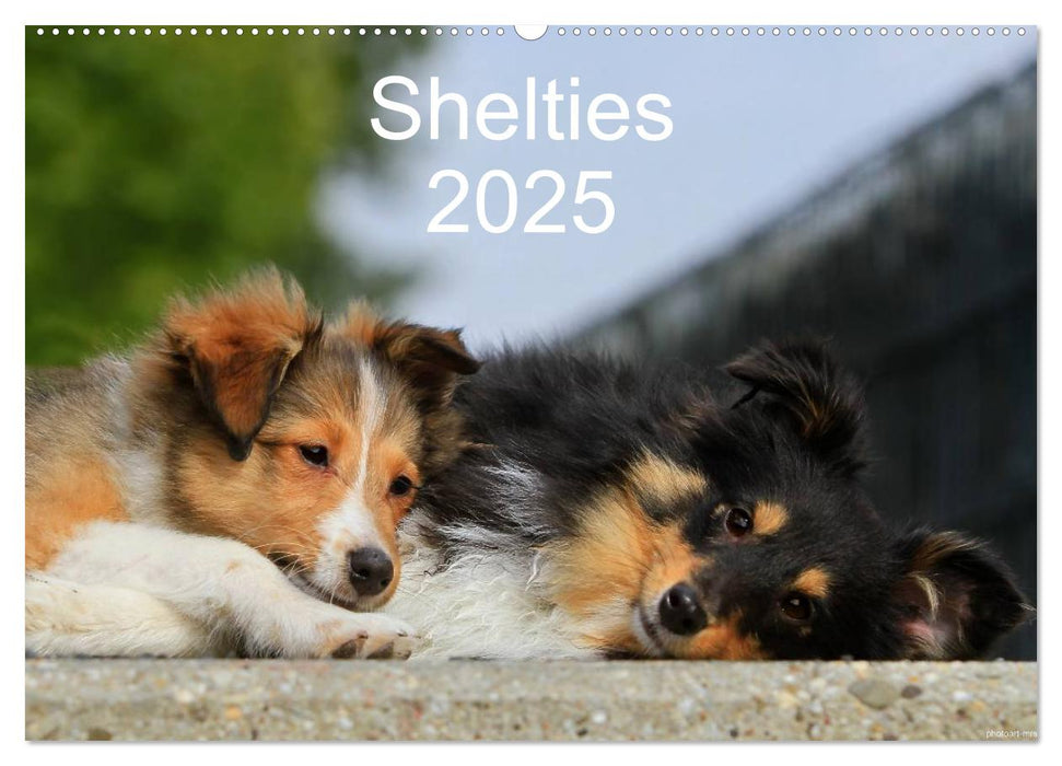 Shelties 2025 (CALVENDO Wandkalender 2025)