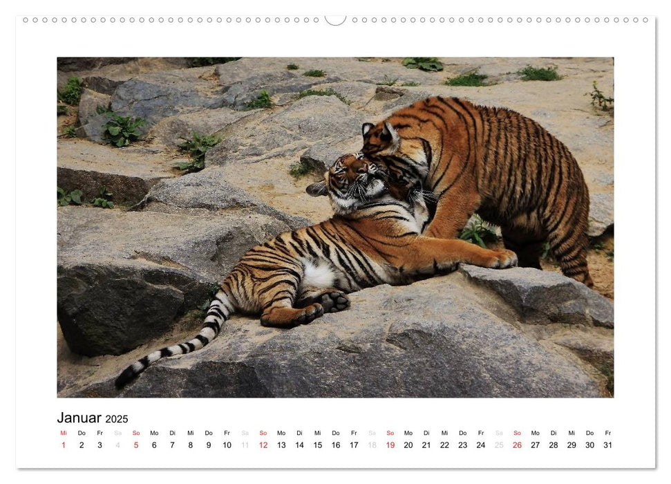 Tiger 2025 (CALVENDO Premium Wandkalender 2025)