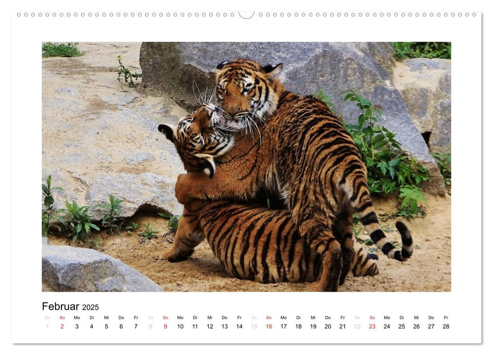 Tiger 2025 (CALVENDO Premium Wandkalender 2025)