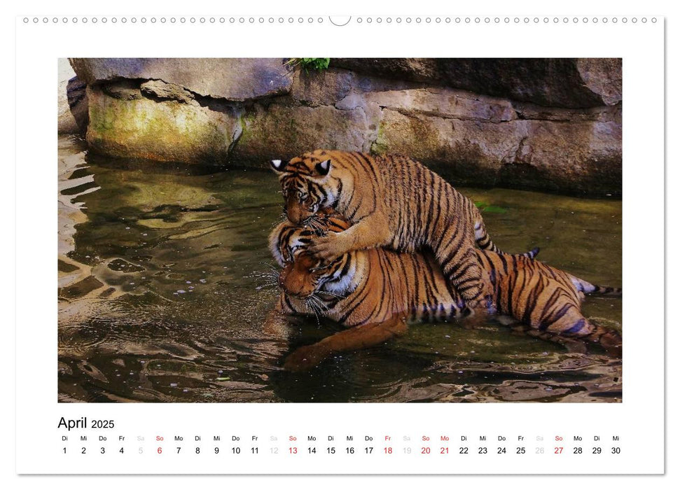 Tiger 2025 (CALVENDO Premium Wandkalender 2025)