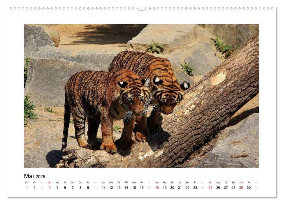 Tiger 2025 (CALVENDO Premium Wandkalender 2025)