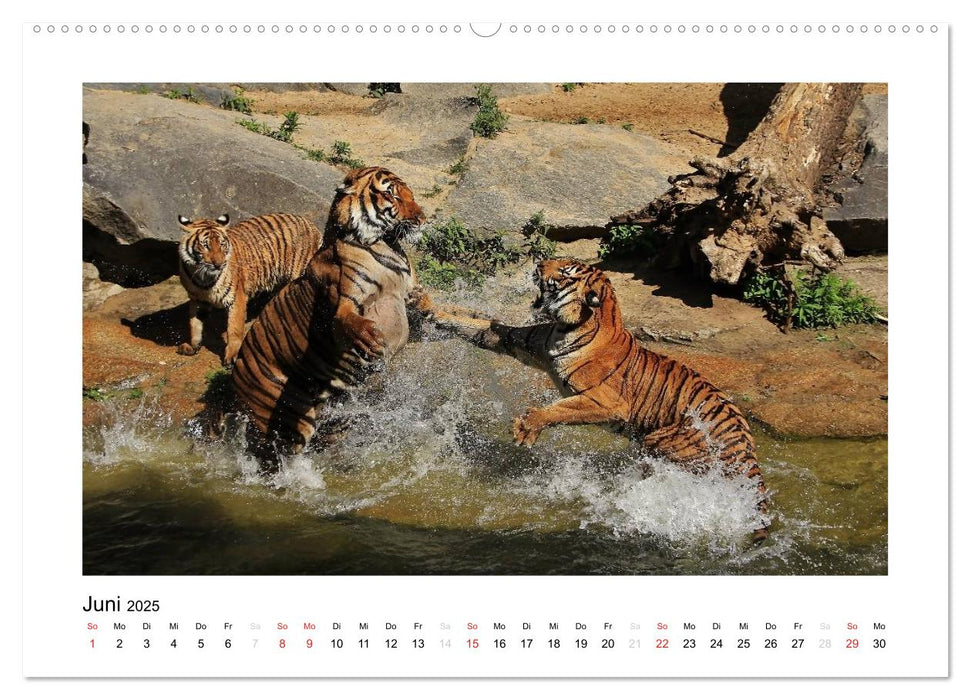 Tiger 2025 (CALVENDO Premium Wandkalender 2025)