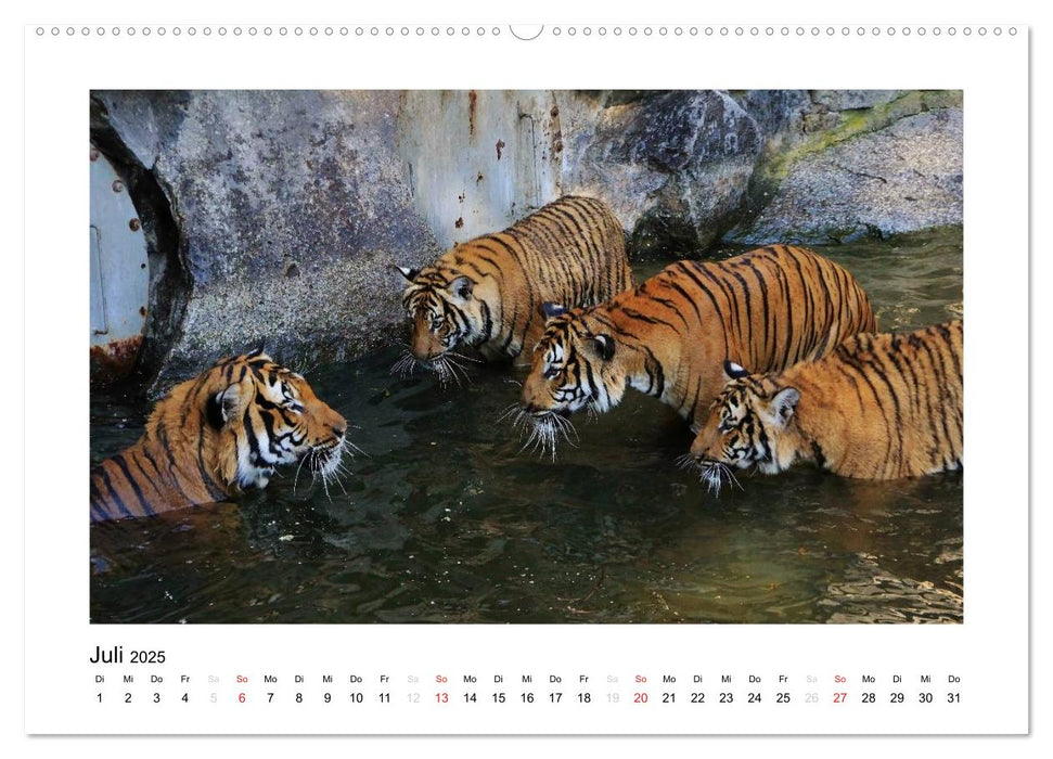 Tiger 2025 (CALVENDO Premium Wandkalender 2025)