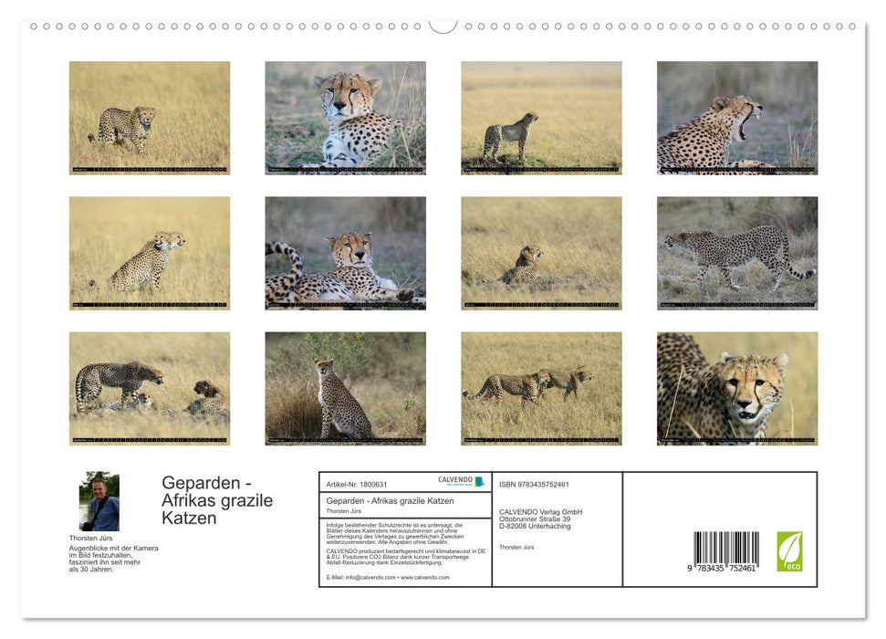 Geparden - Afrikas grazile Katzen (CALVENDO Premium Wandkalender 2025)