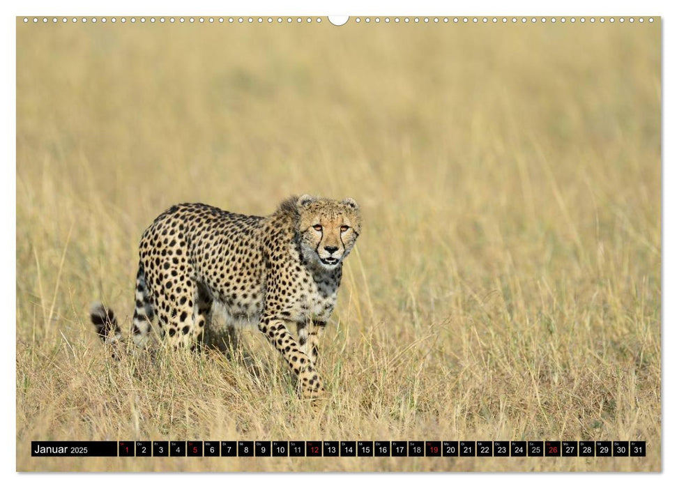 Geparden - Afrikas grazile Katzen (CALVENDO Premium Wandkalender 2025)