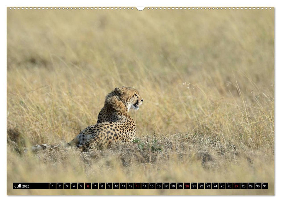 Geparden - Afrikas grazile Katzen (CALVENDO Premium Wandkalender 2025)