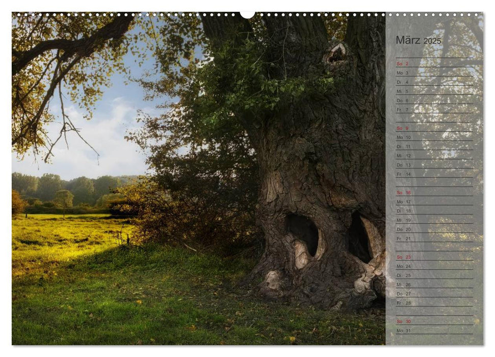 Unser Wald - Magische Sichten in norddeutsche Wälder / Geburtstagskalender (CALVENDO Premium Wandkalender 2025)