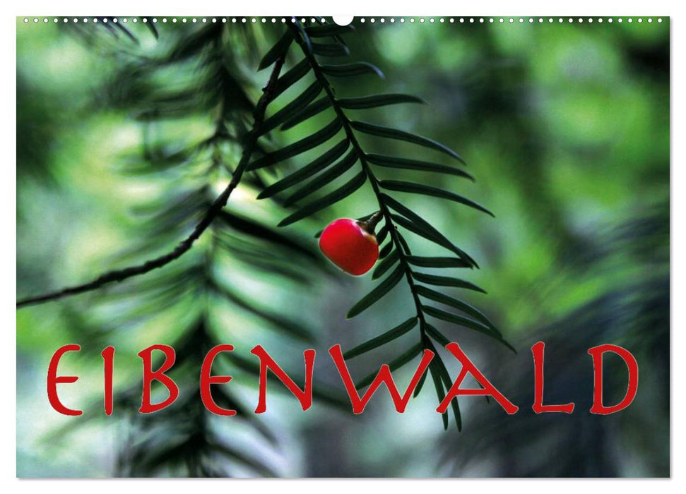 Eibenwald (CALVENDO Wandkalender 2025)