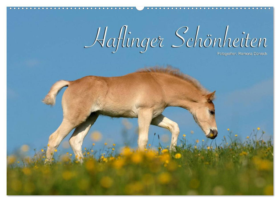 Haflinger Schönheiten (CALVENDO Wandkalender 2025)