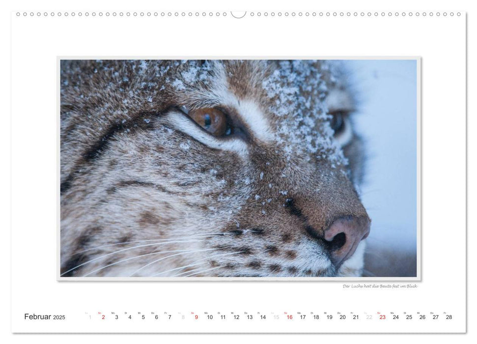 Emotionale Momente: Wilde Tiere der Heimat. (CALVENDO Premium Wandkalender 2025)