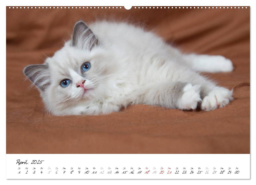 Ragdoll Kitten (CALVENDO Premium Wandkalender 2025)