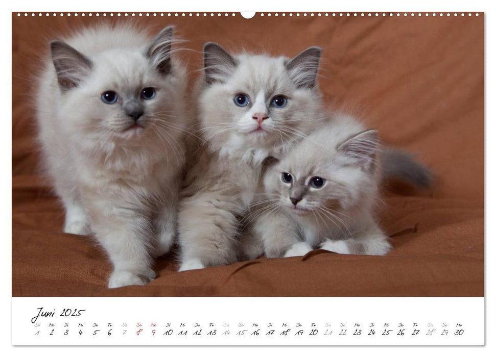 Ragdoll Kitten (CALVENDO Premium Wandkalender 2025)