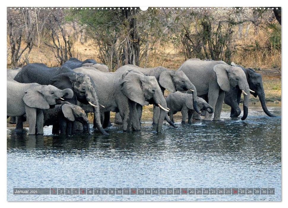 begegnungen - elefanten im südlichen afrika (CALVENDO Premium Wandkalender 2025)