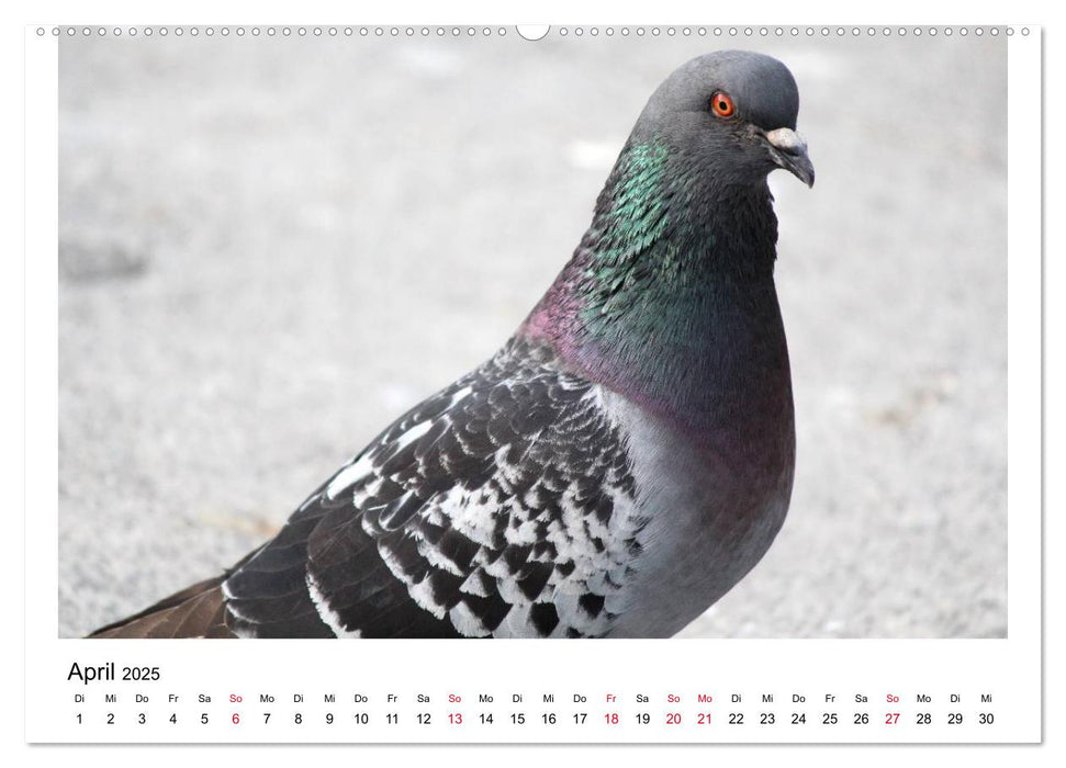 Geliebte Tauben (CALVENDO Premium Wandkalender 2025)