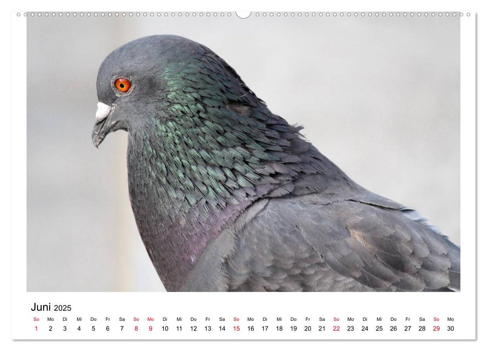 Geliebte Tauben (CALVENDO Premium Wandkalender 2025)