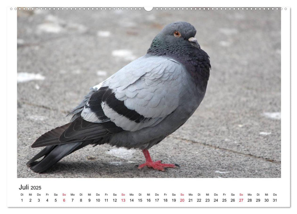 Geliebte Tauben (CALVENDO Premium Wandkalender 2025)