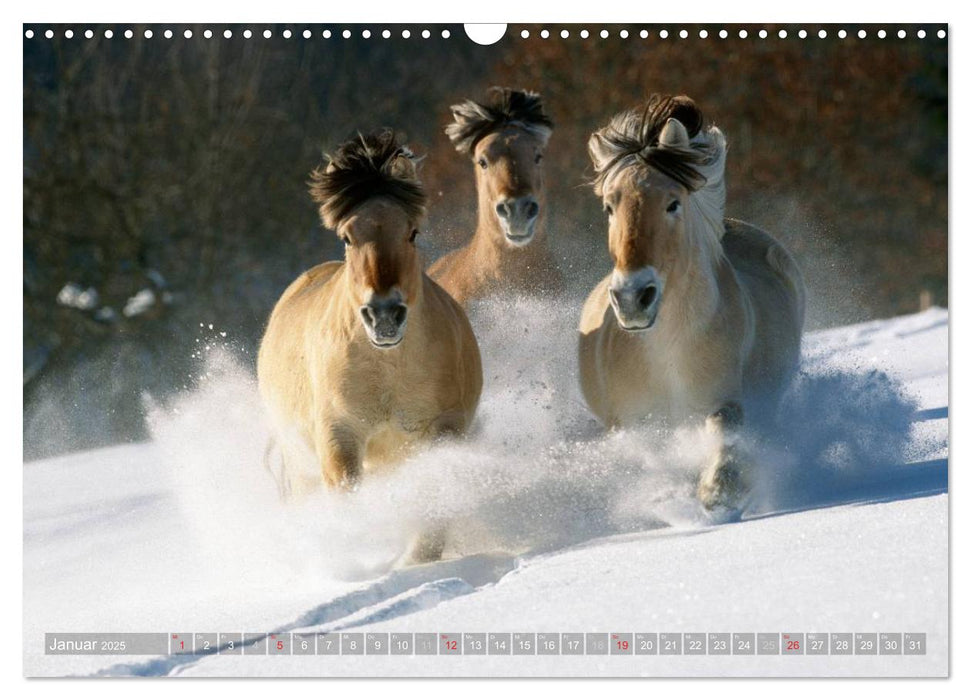 Fjordpferde - Norweger (CALVENDO Wandkalender 2025)