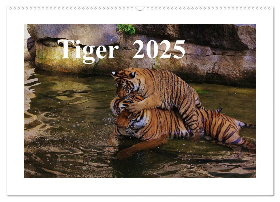 Tiger 2025 (CALVENDO Wandkalender 2025)