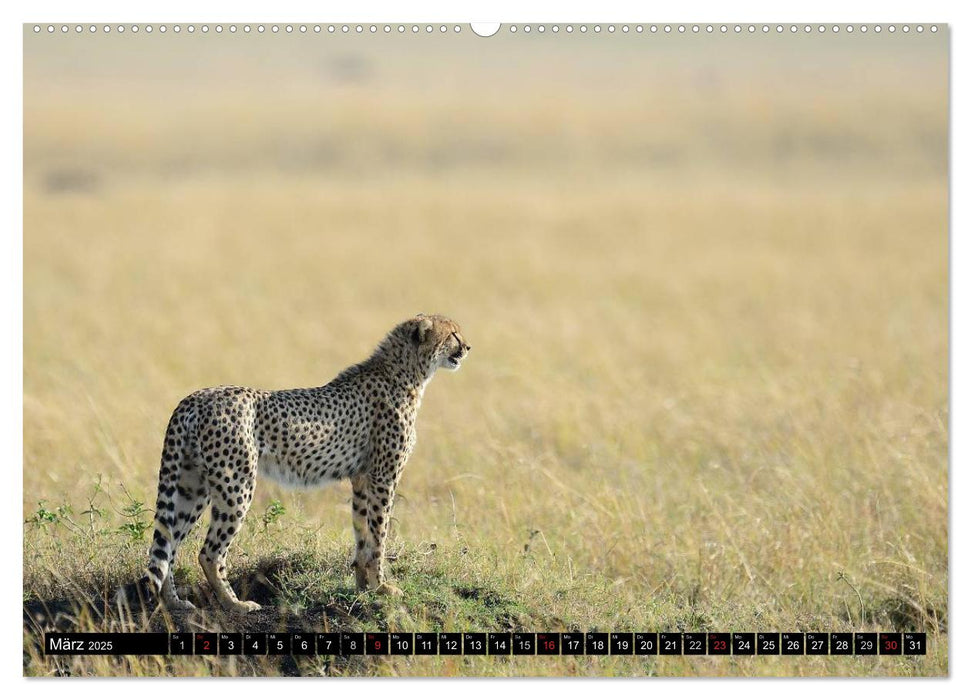 Geparden - Afrikas grazile Katzen (CALVENDO Wandkalender 2025)