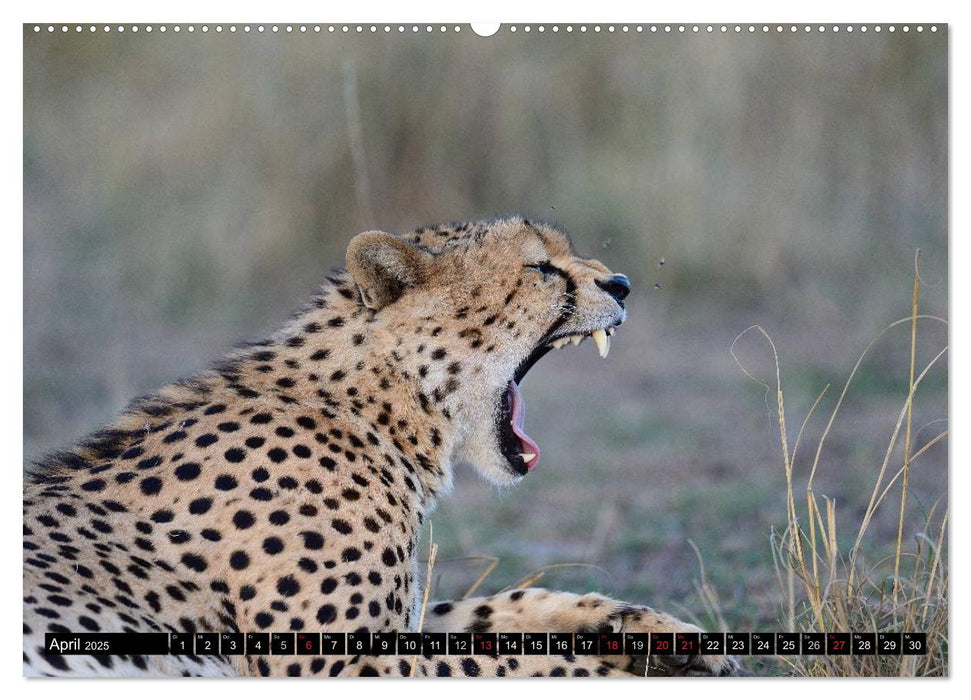 Geparden - Afrikas grazile Katzen (CALVENDO Wandkalender 2025)