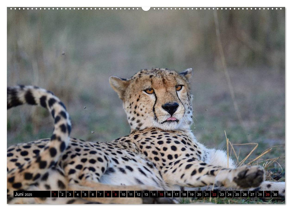 Geparden - Afrikas grazile Katzen (CALVENDO Wandkalender 2025)