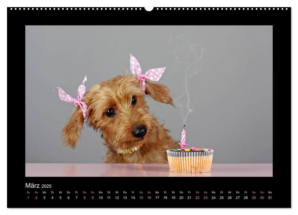 Elli Pirelli... aus dem Leben eines fröhlichen Pinscher-Dackel-Mädels (CALVENDO Premium Wandkalender 2025)