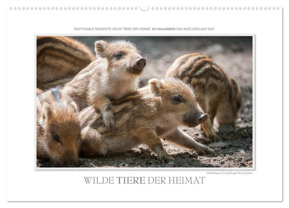Emotionale Momente: Wilde Tiere der Heimat. (CALVENDO Wandkalender 2025)