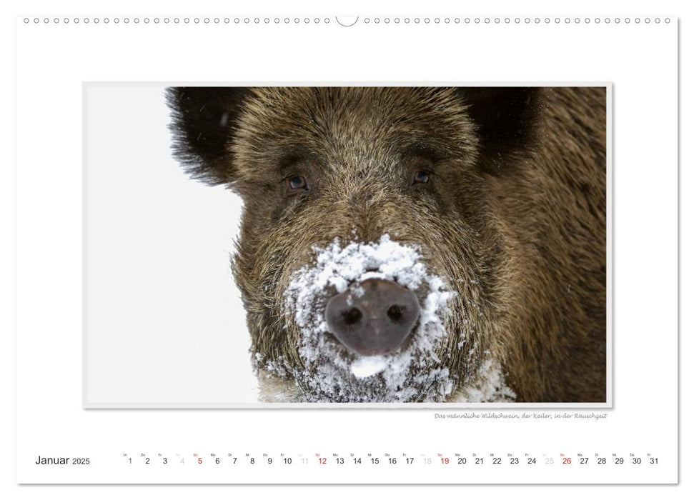 Emotionale Momente: Wilde Tiere der Heimat. (CALVENDO Wandkalender 2025)