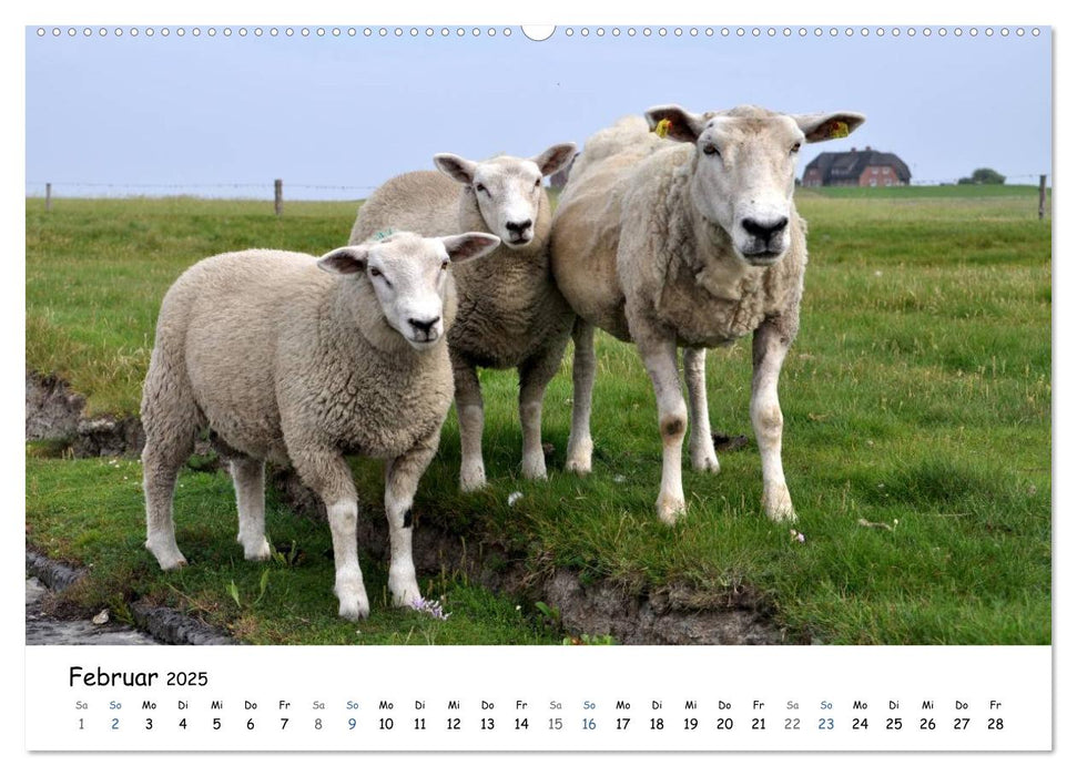 Föhr und Halligwelt 2025 (CALVENDO Premium Wandkalender 2025)