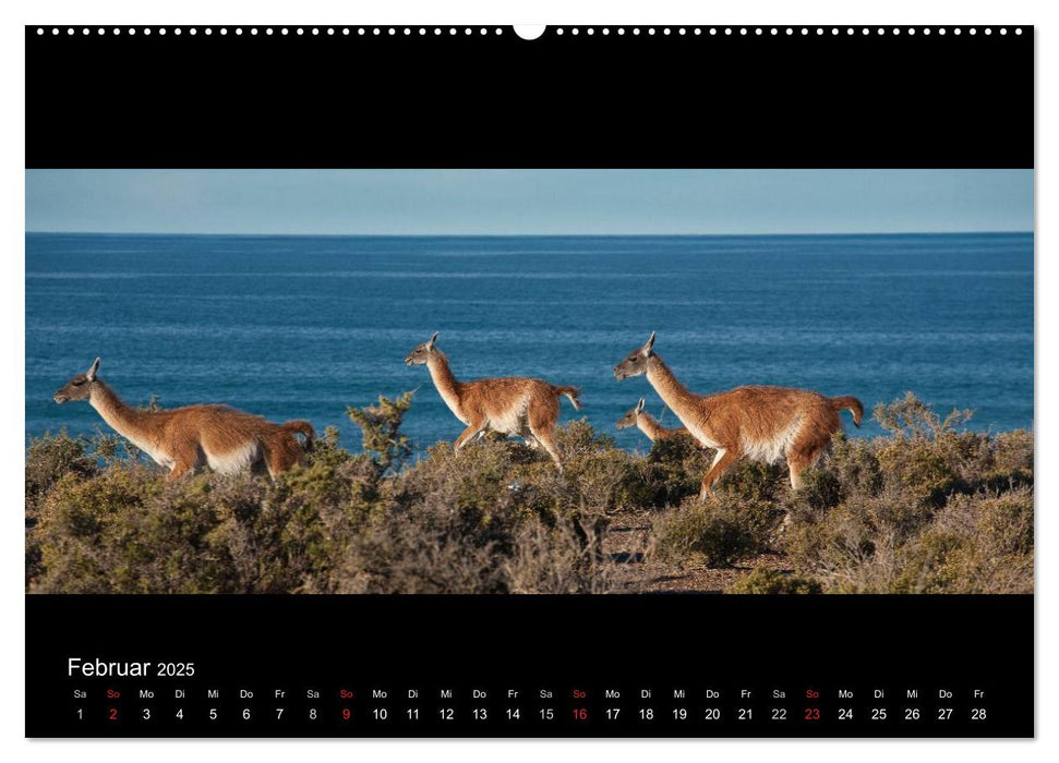 Patagonien - Ungezähmtes Land (CALVENDO Premium Wandkalender 2025)