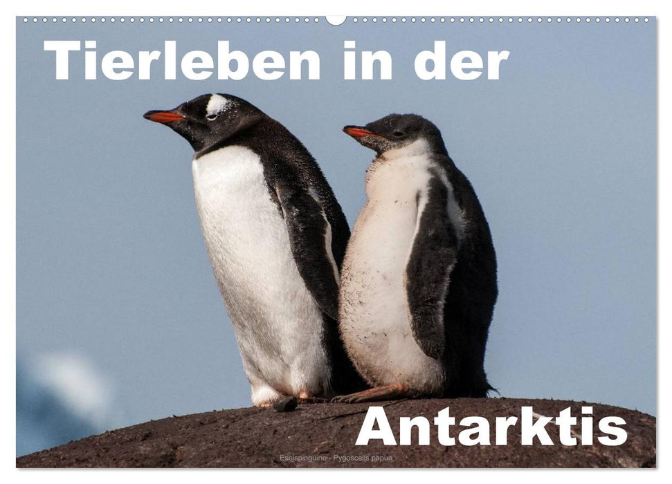 Tierleben in der Antarktis (CALVENDO Wandkalender 2025)