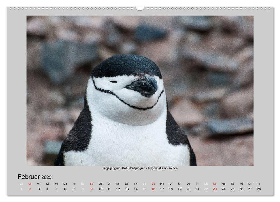 Tierleben in der Antarktis (CALVENDO Wandkalender 2025)