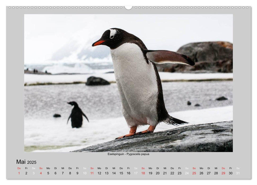 Tierleben in der Antarktis (CALVENDO Wandkalender 2025)