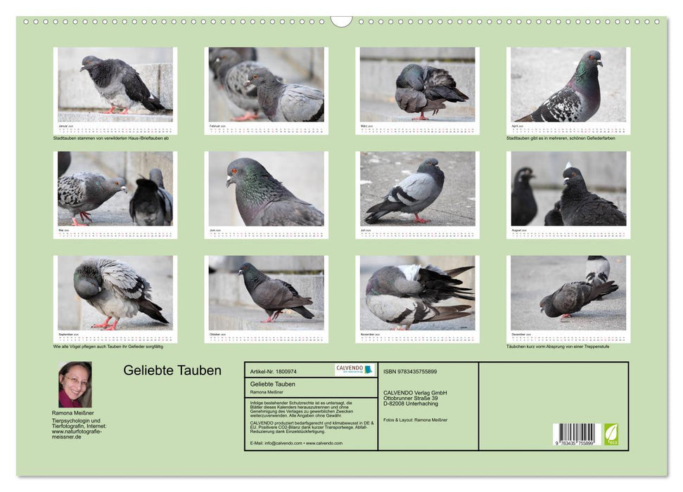 Geliebte Tauben (CALVENDO Wandkalender 2025)