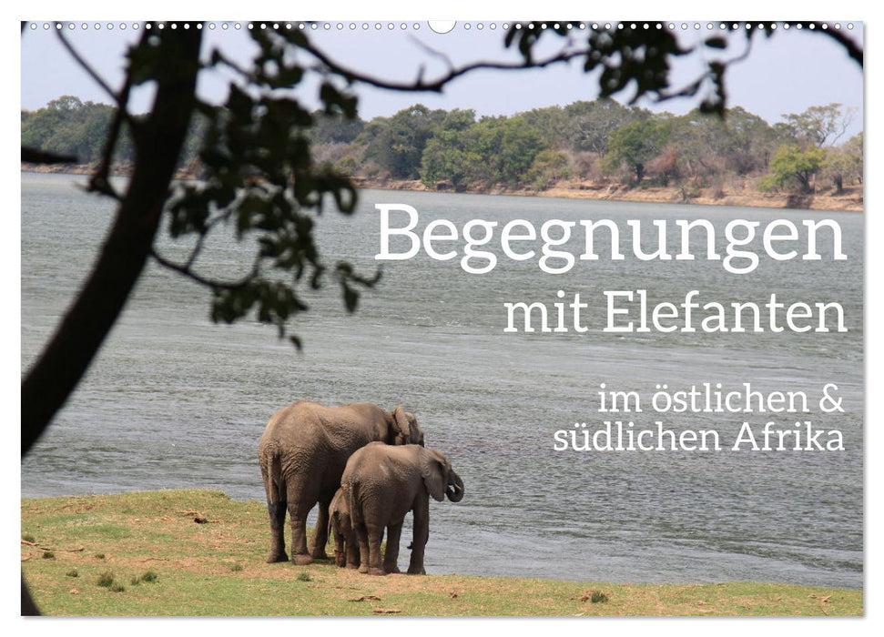 begegnungen - elefanten im südlichen afrika (CALVENDO Wandkalender 2025)