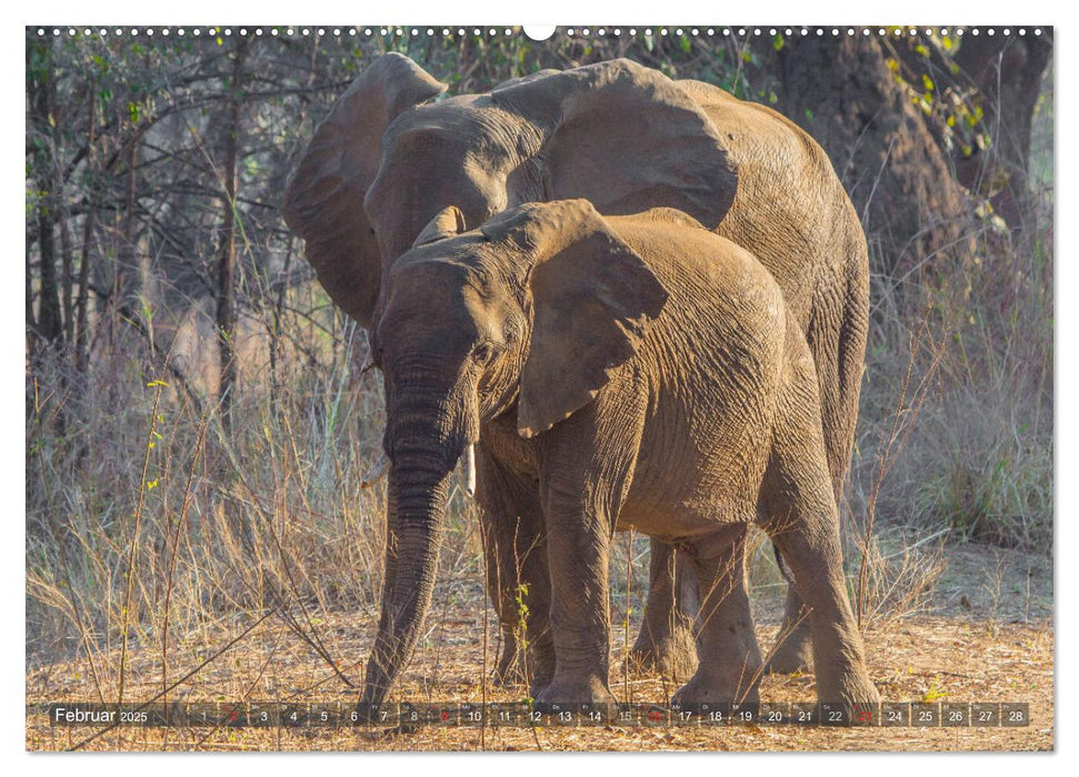 begegnungen - elefanten im südlichen afrika (CALVENDO Wandkalender 2025)