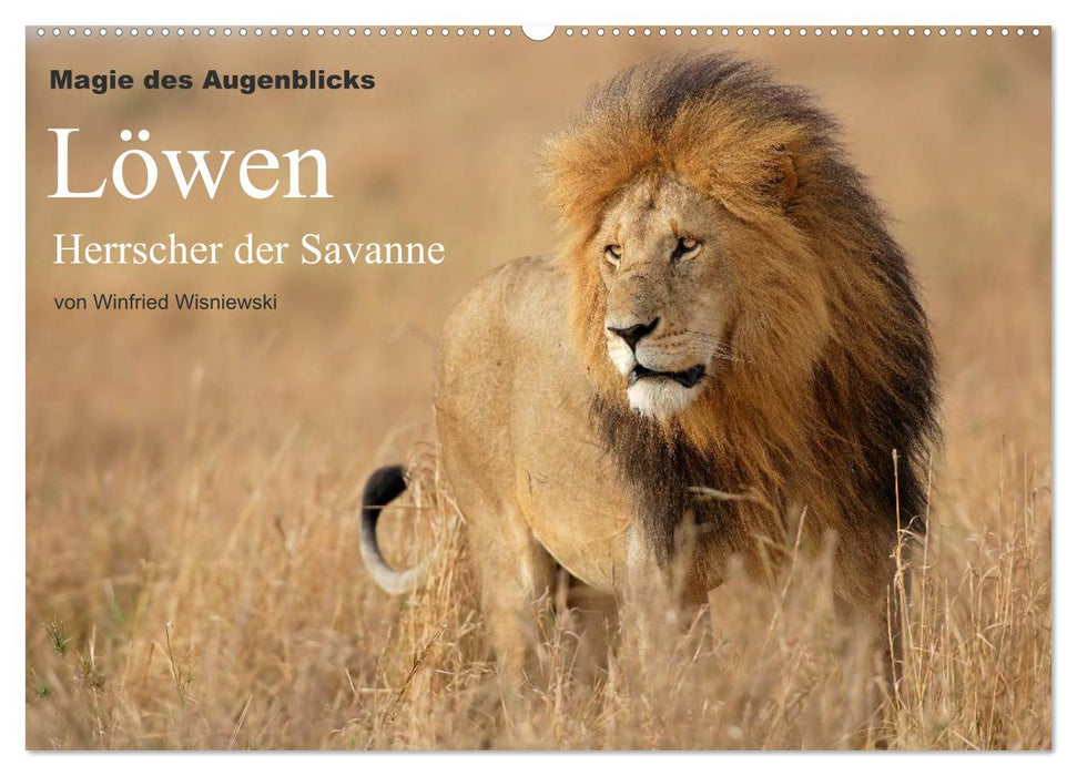 Magie des Augenblicks - Löwen - Herrscher der Savanne (CALVENDO Wandkalender 2025)