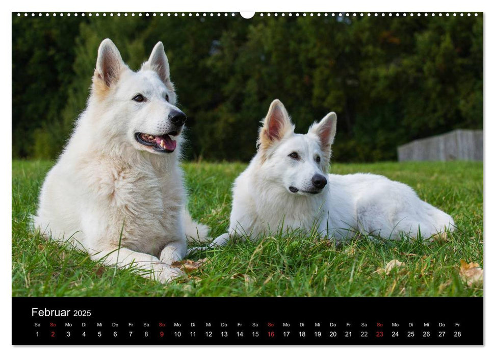 Weißer Schweizer Schäferhund - Ein Tag im Leben einer Hundefamilie (CALVENDO Premium Wandkalender 2025)