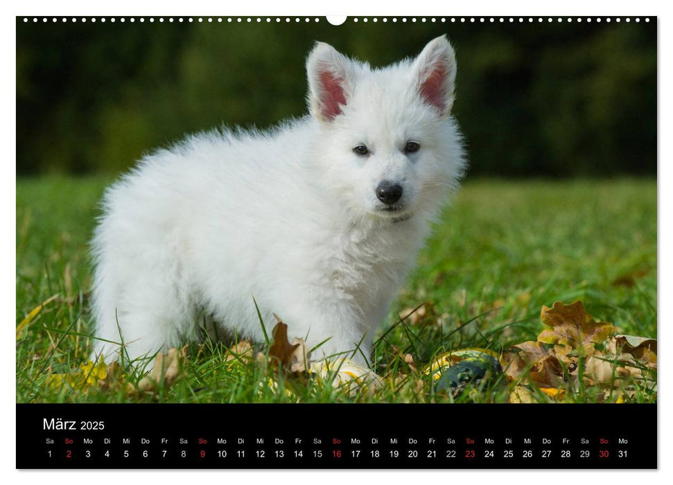 Weißer Schweizer Schäferhund - Ein Tag im Leben einer Hundefamilie (CALVENDO Premium Wandkalender 2025)