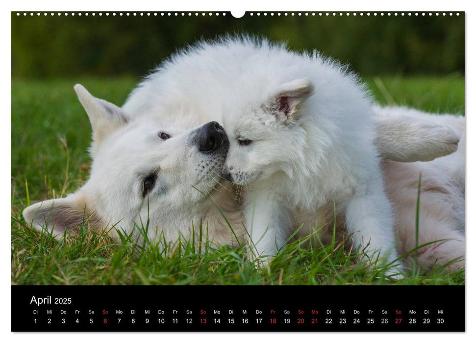 Weißer Schweizer Schäferhund - Ein Tag im Leben einer Hundefamilie (CALVENDO Premium Wandkalender 2025)