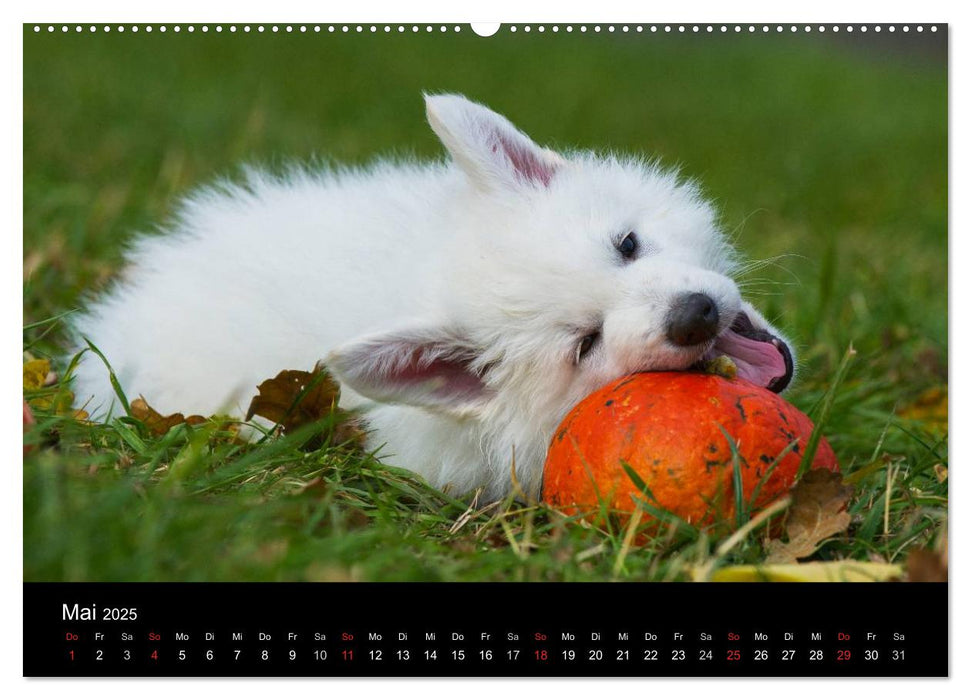 Weißer Schweizer Schäferhund - Ein Tag im Leben einer Hundefamilie (CALVENDO Premium Wandkalender 2025)