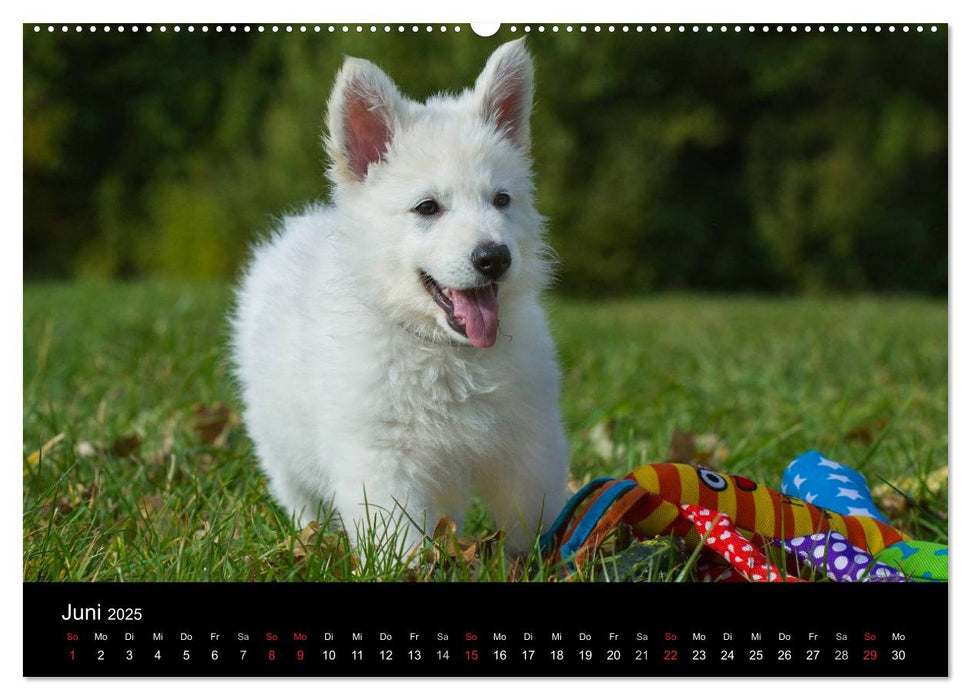 Weißer Schweizer Schäferhund - Ein Tag im Leben einer Hundefamilie (CALVENDO Premium Wandkalender 2025)