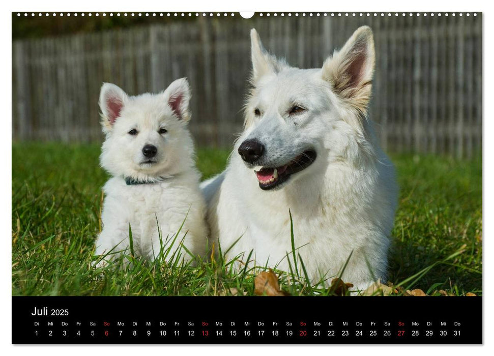 Weißer Schweizer Schäferhund - Ein Tag im Leben einer Hundefamilie (CALVENDO Premium Wandkalender 2025)