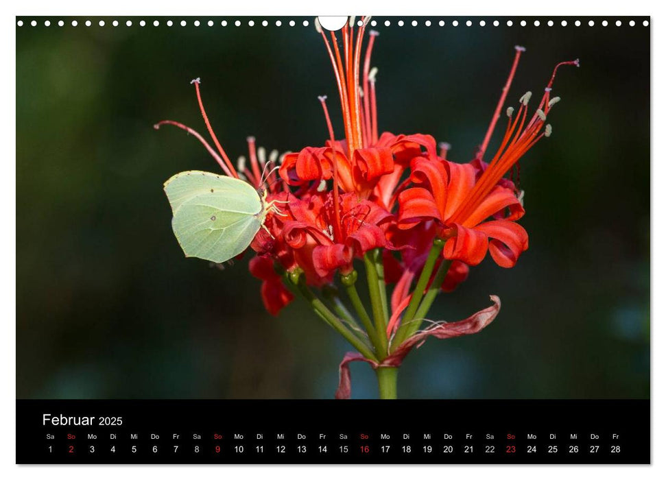 Serra de Tramuntana Mallorca (CALVENDO Wandkalender 2025)